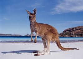 I primi immigrati australiani erano dei criminali, portati sull'isola coattamente, a scopo detentivo. Studiare Gratuitamente L Inglese In Australia Ecco Il Concorso Working Holiday