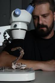 Novo réptil fóssil ajuda a entender como eram os ecossistemas antes do  surgimento dos dinossauros