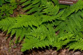 Image result for Dryopteridaceae