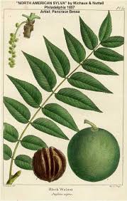 Browse our wide selection of beautiful accent trees, flowering shrubs, & perennials. Black Walnut Juglans Nigra L