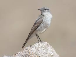 Image result for Secamone retusa