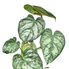 Check spelling or type a new query. Philodendron Brandtianum
