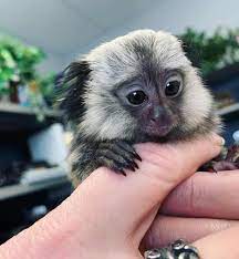 Finger Monkey The Smallest Pet Monkey You Can Own