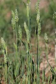 Image result for Phalaris