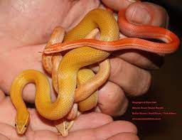 Butter Amel And Albino African House Snakes Snake Snake Lovers Cute Reptiles