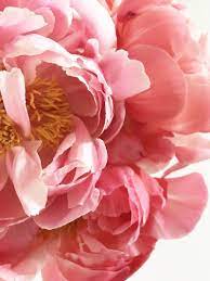 Pink peony flower images download. 500 Peony Pictures Hd Download Free Images Stock Photos On Unsplash Peony Flower Photos Coral Charm Peony Pink Flower Pictures