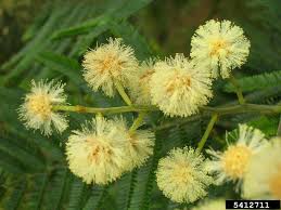 Image result for Acacia mearnsii