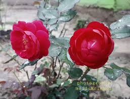 The wild roses typically grow everywhere on the prairies of north america in ravines and stream banks, bluffs, thickets, and along roadsides and railroads. Rose Scientific Name Rosa Rose Flowers Of Assam Facebook