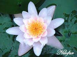 Nilofar Is An Aquatic Flowering Plant Found In Kashmir The Common Name Are Nilofar Romanian White Waterlily Eur Flowers Bouquet Planting Flowers Flower Gift
