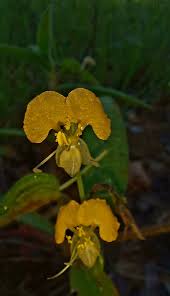 Image result for Aneilema johnstonii