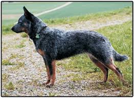 Explore the best australian cattle dog breeders in your area and nationwide. Australian Cattle Dog Puppies And Dogs For Sale Jelena Dogshows