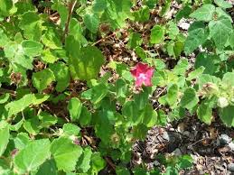 Image result for Pavonia rogersii