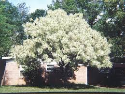 We did not find results for: Small Trees For Big Impacts East Texas Gardening