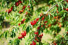 Controlling Spotted Wing Drosophila In Home Orchards Sour Cherry Tree Sour Cherry Fruit Trees