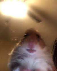 Unique hamster meme designs on hard and soft cases and covers for iphone 12, se, 11, iphone xs, iphone x, iphone 8, & more. Ari On Twitter Cute Animal Memes Funny Animal Memes Funny Hamsters