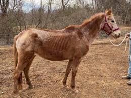 However, you also want to look at th. Police Find 4 Dead Horses And 4 In Poor Health In Virginia News Talk 960 Am Fm 107 3 Wfir