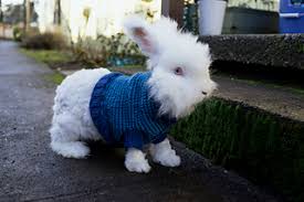 We are not affiliated with ravelry in any. Ravelry Perfect Fit Dog Cat Sweater Pat Generatr Topdown Pattern By Jl