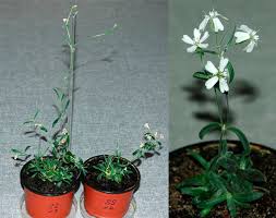 B Sure They 39 Ve Been Around For About 500 Million Years At This Point But There 39 S Still Plenty To Learn About Our Plants Planting Flowers Plant Life