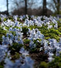 Image result for Bulbostylis pusilla