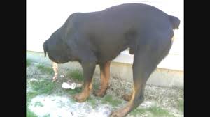 We did not find results for: This Is What Happens When You Feed Raw Food To Dogs Youtube