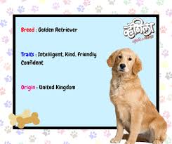 Jun 23, 2021 · missing golden retriever rescued from nj water after being lost for 2 weeks for 16 days, a couple searched through the woods and trudged in the swampy marshland at barnegat bay along the jersey. The Vanilla Strawberry Chocolate Marathi Movie Facebook