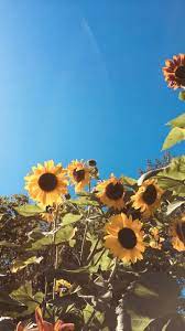 Hermosos Girasoles Sunflower Wallpaper Sunflower Iphone Wallpaper Iphone Wallpaper