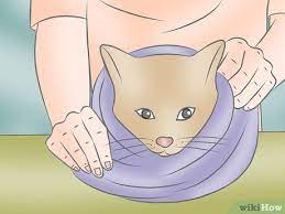 How To Wrap A Cat 11 Steps With Pictures Wikihow