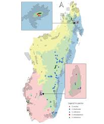 Image result for Styppeiochloa gynoglossa