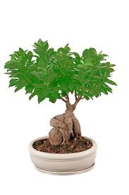 Maybe you would like to learn more about one of these? Plante D Interieur Laquelle Choisir Quand On N A Pas La Main Verte Cote Maison