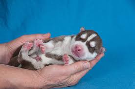 252 Newborn Siberian Husky Stock Photos Pictures Royalty Free Images Istock