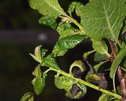 The amount produced by this recipe will serve one large tree or two smaller ones. Brachycaudus Helichrysi Leaf Curling Plum Aphid Identification Images Ecology Control