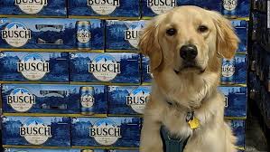 Maybe you would like to learn more about one of these? Busch Is Giving 3 Months Worth Of Beer To People Who Adopt Or Foster A Dog During Coronavirus Crisis Cnn