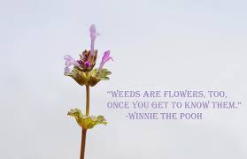 Check spelling or type a new query. Weeds Are Flowers Too Photograph By Jennifer Wallace