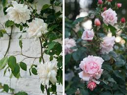 J' en ai 830 à tailler, de 684 variétés différentes, donc je commence ils expliquent que des essais ont été fait par la société royale anglaise des roses, et ils conseillent de ne tailler les branches qu'à 1/3 de leur hauteur… Quand Et Comment Tailler Les Rosiers Grimpants Roses Guillot