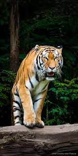 Pin By Dara Wandyg On Animals Hd Wallpaper Pet Tiger Tiger Photography Animals Beautiful