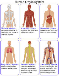 Human Body Read Biology Ck 12 Foundation