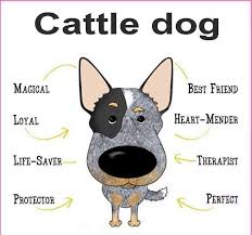 Black And White Spotted Blue Heeler Pin On Australian Cattle Dog Blue Heeler Mix Bowen