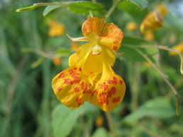 Image result for Impatiens zombensis