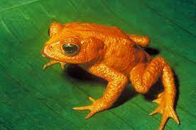 Linus lohoff shades of purple purple flowers background images herbs photo and. Rainbow Nature Life In Flaming Orange Natural History Museum