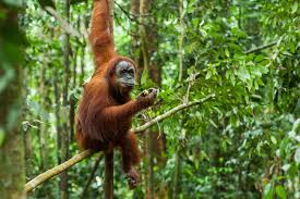 Bali zoo also organizes elephant mud fun through which animal enthusiasts can get down dirty with the friendly sumatran elephants while discovering their behavior and lifestyle from the experienced. Fantastic Animals Of Indonesia And Where To Find Them Destinations The Jakarta Post