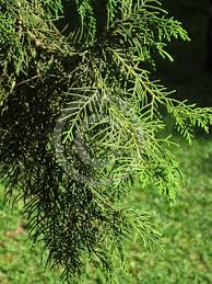 Image result for Cupressus torulosa