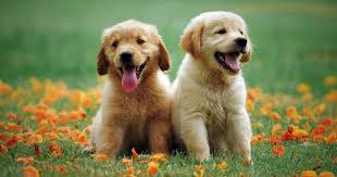 Littermate Syndrome 2 Small Pups 1 Big Problem How To Fix It