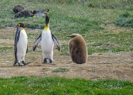 Scientists discover alarming collapse of king penguin ? How To See King Penguins In Chile Wandering Redhead