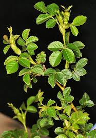 Image result for Cissus rubiginosa