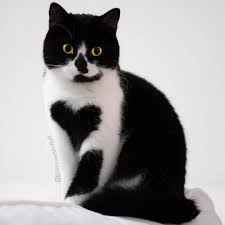 Sad shirasagi mayuri in flyable heart. British Shorthair Black And White Cats 1080x1080 Wallpaper Teahub Io