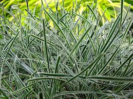 Image result for Ficinia