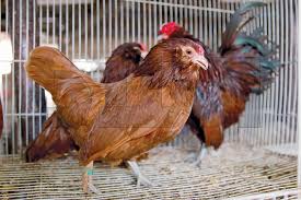 جريدة البلاد زوج دجاج الزينة يصل إلى 450 دينارا في بورصة السوق