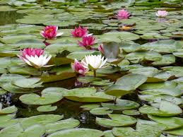 If you are located in southeast michigan and would like to know how to find our plants or have questions please call or email our partners at poseidon ponds & landscaping. Poseidon Plants Photos Facebook