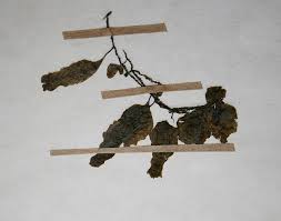 Image result for Didymoglossum erosum