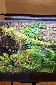 Image result for Terrarium Cling Background